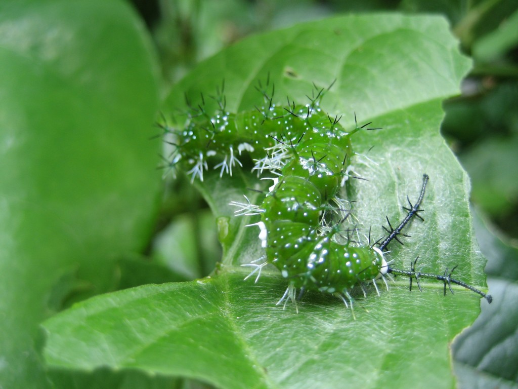 Caterpillar in Costa Rica