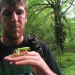 Red Eye Tree Frog