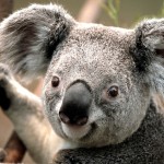This is a Koala